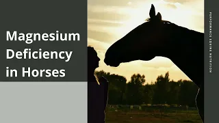 Magnesium Deficiency in Horses: Recover your Horse
