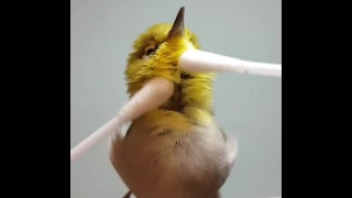 Bird gets massaged with q tips