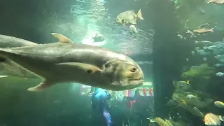 RELAXING MUSIC AQUARIUM SCENES #15