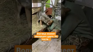 Волчица Ласкава пожалела... #волк #wolf #shorts