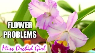 Orchid flowering problems and how to fix them