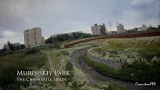 The Chamomile Fields in Murinskiy Park