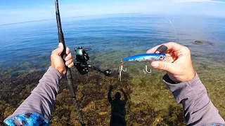 Topwater Ultra Clear Back Bay and Ocean Surf Bite - Fishing Montauk Episode 1