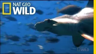 Shark in the Shadows | Nat Geo Live