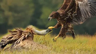 Eagle and Vulture fighting for food