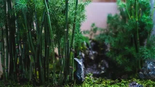 Making a Bamboo Forest