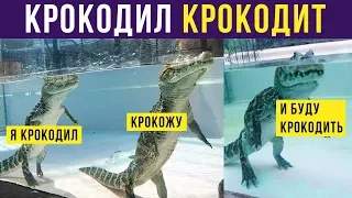 Приколы. Я крокодил, крокожу и буду крокодить! | Мемозг #218