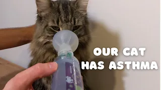 Our cat has asthma | How to use AeroKat | Norwegian Forest Cat