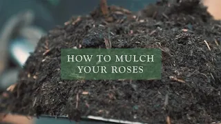 How To Mulch Your Roses by David Austin Roses