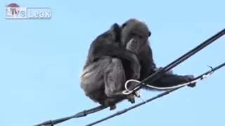 Chimp Escapes Japanese Zoo  Takes a Fall