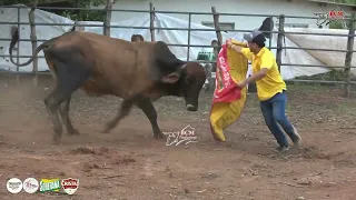 Patronales en Los Ángeles de Botello, organiza José Javier “El Piri Mela” y Flia  25 de mayo de 2024