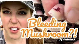 Mushroom that BLEEDS?!