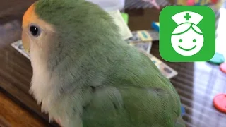 ぱせりが体調崩してました　コザクラインコ