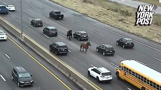 Wild video shows escaped police horses running wrong way down a highway: ‘Real horsepower’