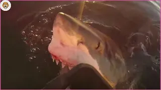 6 Shark Encounters That Will Scare You