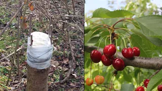 A new method of fruit grafting (Grafting old cherry root stock on a double gap)