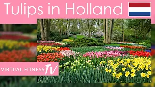 Virtual Tour in World Biggest Flower Garden - The Keukenhof - Home to Seven Million Tulips