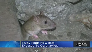 Study finds NYC rats can catch COVID-19