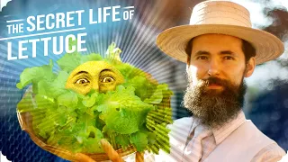 The Crazy History of Lettuce | From Seed to Harvest Garden Documentary