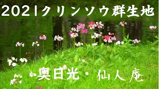 2021奥日光クリンソウ群生・仙人庵にて　Primula japonica