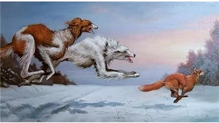 Охота на лисицу 2015-2016 с гончей и лайкой! /Hunting fox hound and 2015-2016 with a husky!