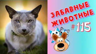 Приколы с Животными #115/ Смешные Животные 2020 / Приколы / Приколы про Животных / Лучшие Приколы