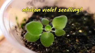 Grow your own AFRICAN VIOLETS from seed!