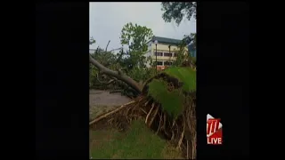 Tree Uprooted On Brian Lara Promenade