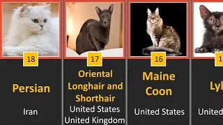 comparison:Most Loyal Cat Breeds