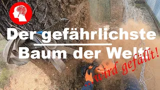 Der gefährlichste Baum der Welt - den wir jemals gefällt haben!