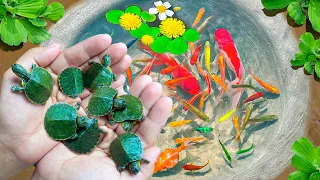 Amazing Catch Colorful Tiny Ornamental Turtles, Snakehead Fish, Koi, Striped Horsefish, Ranchu Fish