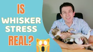 Should your cat be worried about Whisker Stress?