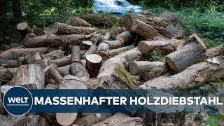 DURCH ENERGIEKRISE: Holzdiebe verursachen im Wald Millionenschäden