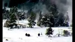 Pe Grande Sasquatch Yeti Ogro Duende Gnomo Guardiao Caçando Bufalos em Yellowstone EUA