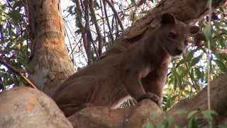 fossa in Madagascar