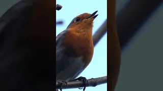 Robin song #nature #wildlife #naturelovers #uk #robin #uk #birds #derbyshire #birdsong #birdwatching