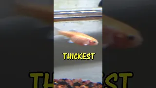 The FATTEST ROSY RED MINNOW EVER
