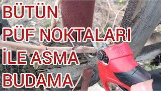 BÜTÜN PÜF NOKTALARI İLE BERABER ASMA BUDAMA (Asmayı bu şekilde budayın kasa kasa üzümleriniz olsun )