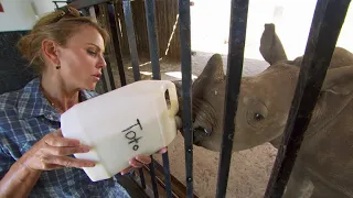 How to bottle-feed a baby rhino