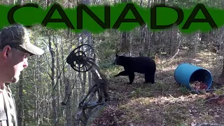 6 Bear Sightings only 4 Sits! CANADA Black Bear Hunting