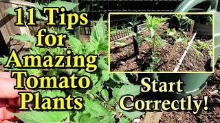 My 11 Tips for Planting Tomato Transplants: Love the Roots for Vigorous Growth & Amazing Harvests!