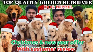 🤯Golden retriever low price Selling farm in Chennai⁉️|#pets#goldenretriever#dog#yt#farm