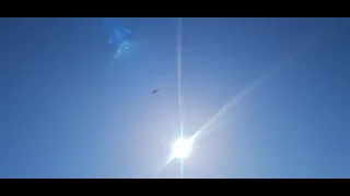 bird not moving in sky