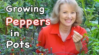 Growing Peppers in Pots | Late Bloomer | Episode 15