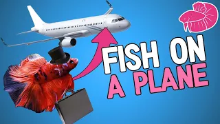 Betta Fish on a Plane!? Can I Bring Six Fish Through Airport Security?