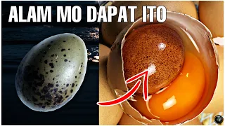 Kakaibang Kaalaman na Dapat Mong Malaman Tungkol sa Mga Itlog | Bhes Tv