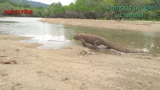 Komodo dragons attack deer by the river