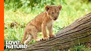 These Newborn Lion Cubs Are Ready to Take On the World!