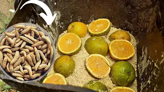 como FAZER o BICHINHO da LARANJA para PESCARIA de TILÁPIA a MELHOR ISCA que MATUTO do BREJO ENSINA