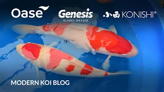 Modern Koi Blog #5650 - Live aus Japan: Makoto präsentiert seine zwei besten Kohaku